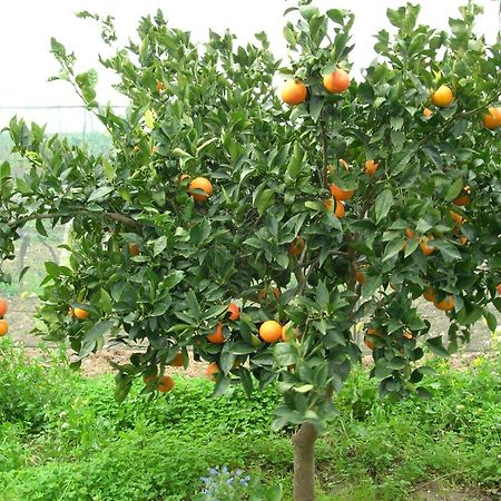Agriturismo Baglio Donna Santa Dattilo Екстер'єр фото